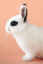 PS名作《Dokapon：愤怒的铁拳》复刻版8月1日登陆Switch